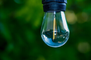 Light bulb with green leaves.