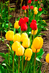 red and yellow tulips in the garden