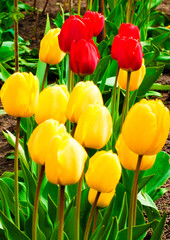 red and yellow tulips in the garden