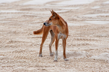 Fototapeta na wymiar The dingo dog lives on the sandy island of Fraser