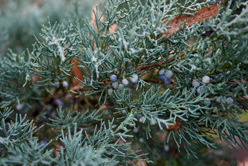 Naklejka na ściany i meble Juniperus scopulorum