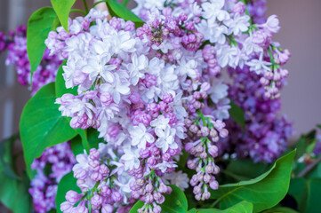 blooming lilac flowers