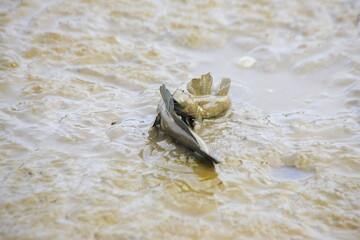 Japanese mudskippers are fighting for  a territory.