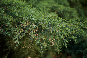 Juniperus virginiana