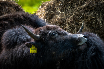 Reinigung © Olaf Schlenger