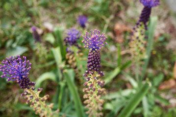 Muscari comosum