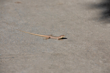 Lizard on a road, sunny day. details in nature