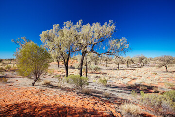 Outback Landscape in Northern Territory Australia