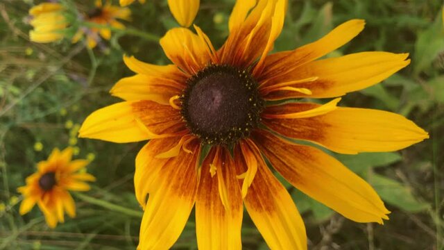 rudbeckia in the summer field, close-up