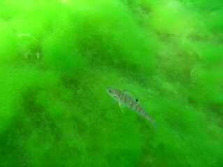 Unterwasserwelt