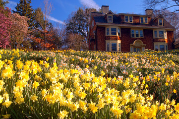 A hillside full of daffodils in a public park