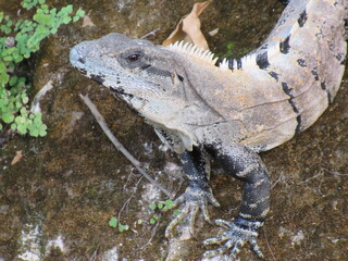 CHICHEN ITZA, YUCATAN, MEXICO