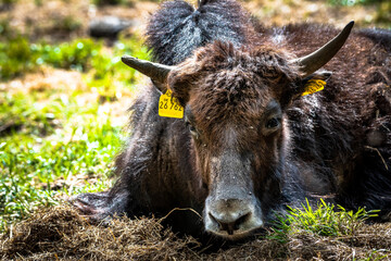 Fototapeta premium Yakportrait