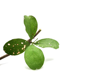 Green leaves are eaten by pests or bite worms isolated on white background.