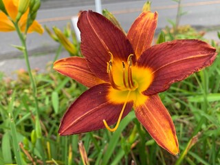 Orange lilies are 4-6 cm long, bright orange-yellow with reddish-brown spots. The stamens are upright, as long as the dark reds are dark red, orange, 35 mm (1.4 inches) tall, the petiole is green.