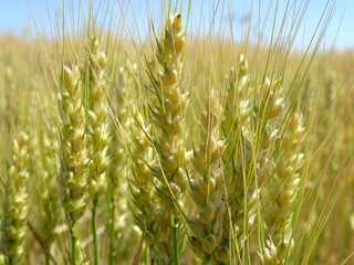 Closeup of wheat field ready for harvest