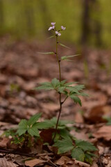 Cardamine bulbifera in the forest in blooming time