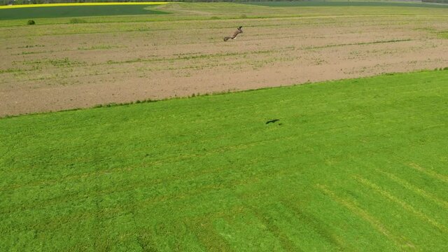 Eagle being chased and attacked by crow over green mowed wheat field