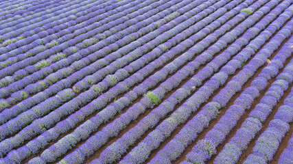 Aerial view of lavender field.