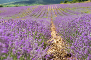 Obraz na płótnie Canvas Blooming lavender in a field at sunset.