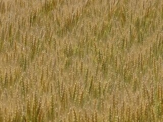 Waves of wheat in field