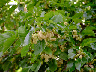 Gelsi bianchi sull'albero