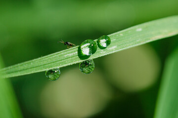 Green leaves with raindrops on natural background.