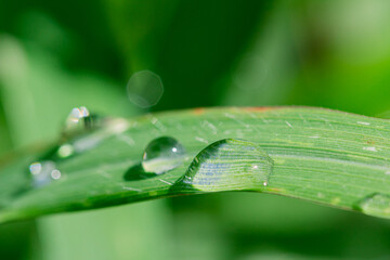 Green leaves with rain drops on natural background