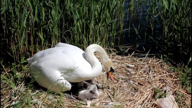 Mute swan covering cygnets after they hatched protecting the nest