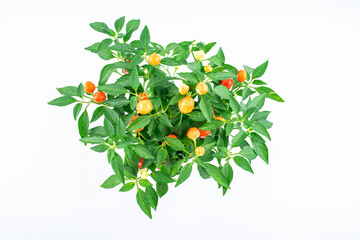 The pepper tree is full of colorful peppers