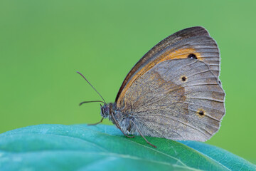 Meadow Brown butterfly - Maniola jurtina, small brown brushfoot from European meadows and grasslands, Zlin, Czech Republic.