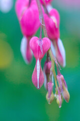 Dicentra flowers in heart shape.