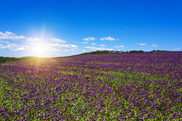 Fototapeta na wymiar Violet flowers of poppy on a sunny day