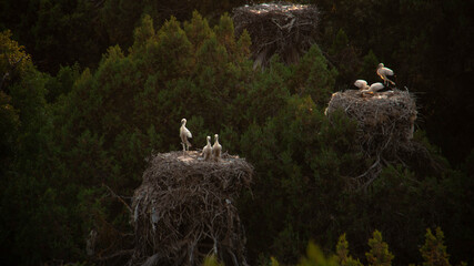 White stork in the nest