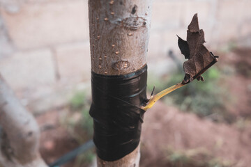 View of a graft of a fruit tree
