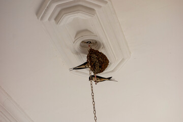 a pair of swallows in their nest