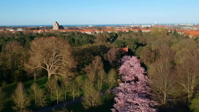 Flying over cherry blossoming trees with views over rooftops and ocean in Bispebjerg Cemetery Copenhagen