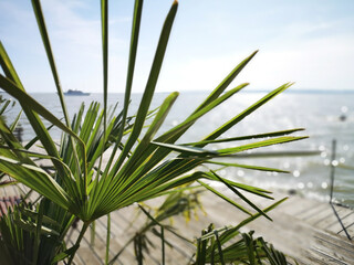 Plant on the pier, Balaton lake, Hungary.