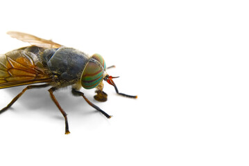 macro shoot of Big gadfly isolated on a white background,