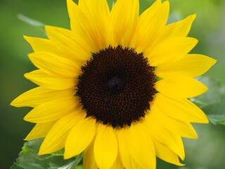 Kraftwerk - gelbe Sonnenblume strahlt im Sonnenlicht	