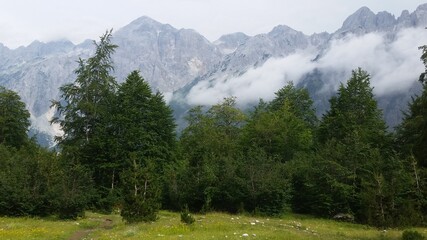 Fototapeta na wymiar Green pines with a mountainous backdrop of Valbona Valley National Park, Albanian Alps