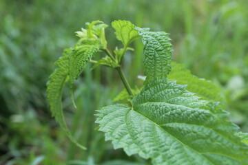 Beautiful nettle plant leaf or Sisnu leaf in the local village