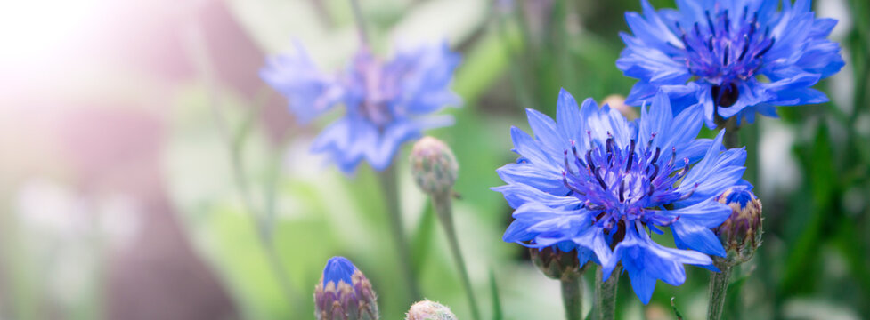 Blue wildflowers, cornflowers, on a green meadow in summer, in the sun. Selective focus. Bokeh Banner. Copy space