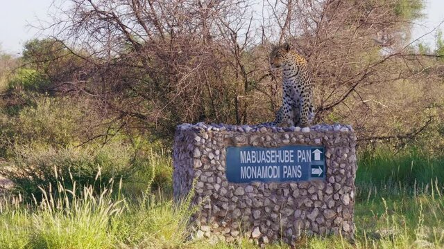 African Lepard Sitting On Top Of A Stone Signpost In Mabuasehube Pan, Kgalagadi, Botswana. - wide shot