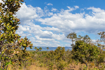 Fototapeta premium Cerrado com árvores e montanhas.