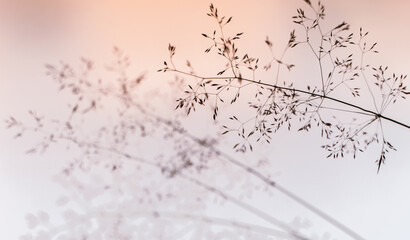 Feine Halme Gras Soft Weißes Licht Abstrakt