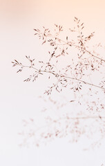 Feine Halme Gras Soft Weißes Licht Abstrakt