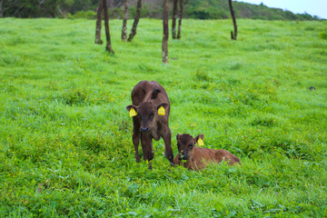 baby cow