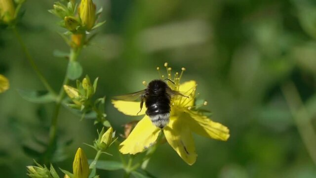Bumblebee is on bright yellow hypericum flowers, slow motion. Bumblebee squeezes flower stamens in its legs and collects pollen. Flower of Common Perforate St John's Wort (Hypericum perforatum)