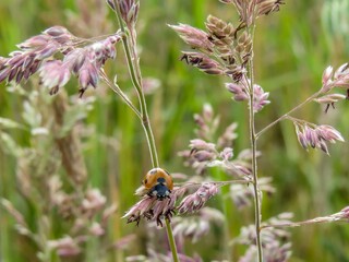 a ladybird blowing in the breeze on blue grass